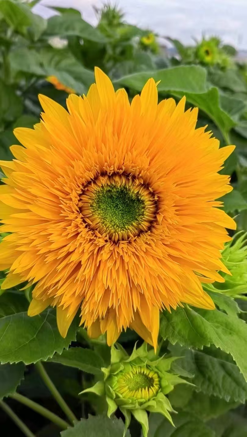 Teddy Bear Sunflower