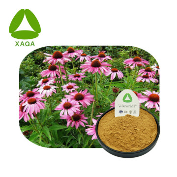 Chicoric Acid Powder CAS 6537-80-0 Natural Antioxidants
