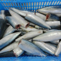 عالي الجودة المجمدة HGT Pacific Mackerel