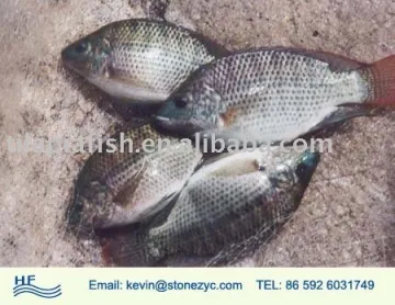 Black tilapia fish