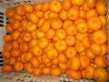 Mandarina del bebé del precio al por mayor con buena calidad