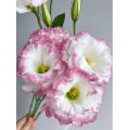 Lisianthus সরাসরি ফার্ম থেকে পিঙ্ক এজ সহ পাইকারি