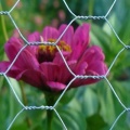 Tela metálica hexagonal galvanizada de bajo precio