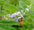 Nuova mietitura di miele Vitex puro e naturale