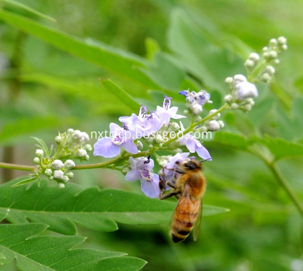 Vitex Flower And Bee