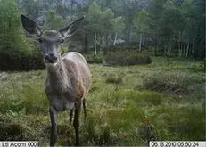 hunting camera,scouting camera,trail camera