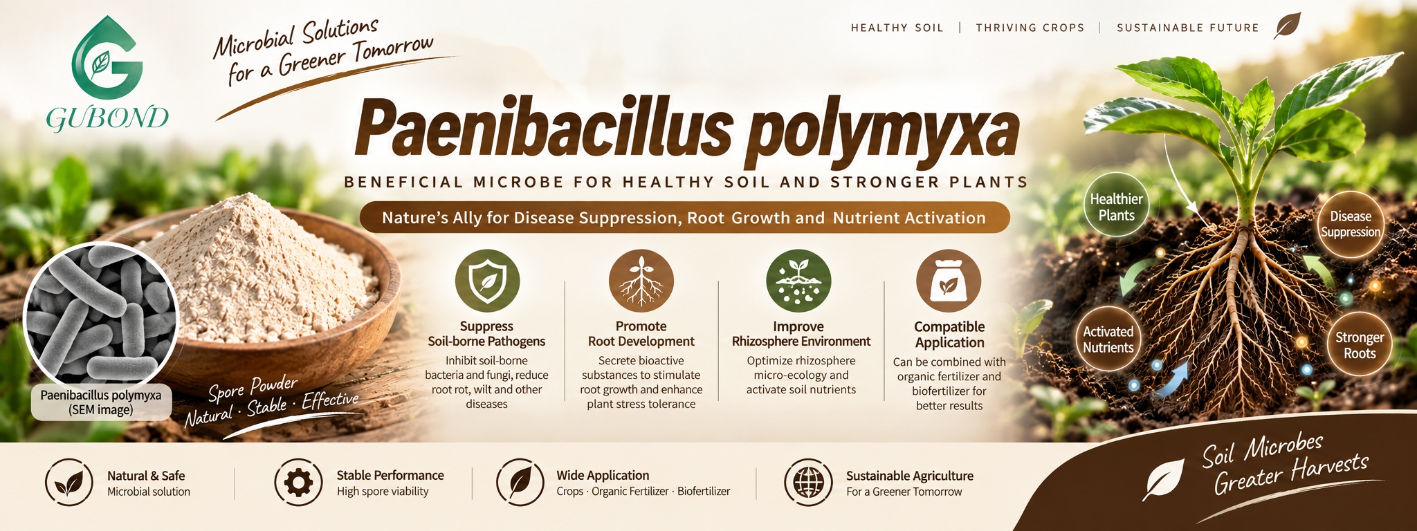 Paenibacillus polymyxa (8)