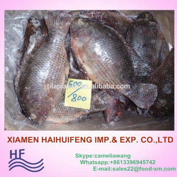 Professional Exporter Frozen Tilapia G/S