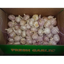 Fresh Garlic Normal Garlic