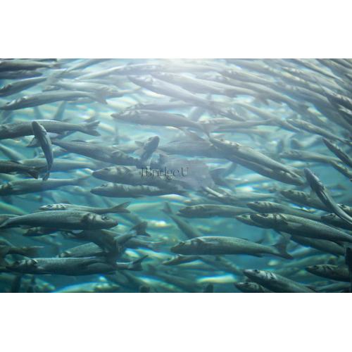 Organic Corn Gluten Fertilizer Corn Steep Liquor Powder 7-6-6 - Fertilizers 25KG Manufactory