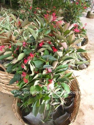 Jatropha integerrima shrubs