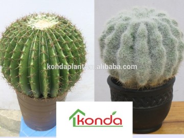 Artificial cactus