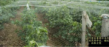 Bird Netting