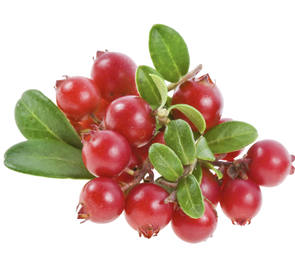 High Purity Alpha Arbutin Powder