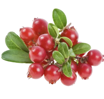 Alpha Arbutin Powder for Dietary Supplement Ingredients