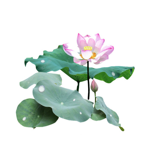 Herbal Extract Apigenin Lotus leaf Extract Nuciferine 2% Factory