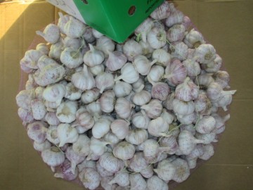 Good Quality 2020 Fresh Garlic