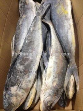 seafrozen fresh mahi mahi from china (Coryphaena hippurus )