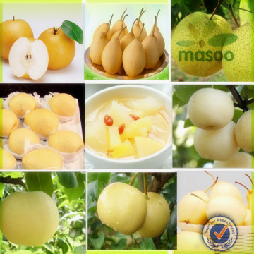 Fresh Pears,Gmo Fresh Pears Fresh Fruit,Fresh Early Mature Su Pear