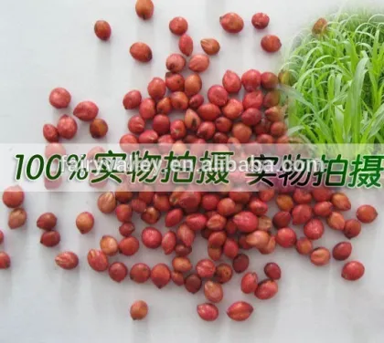 2014 Newest Forage Grass Seeds Gaodan Grass Seeds Sorghum sudan grass seeds For Growing