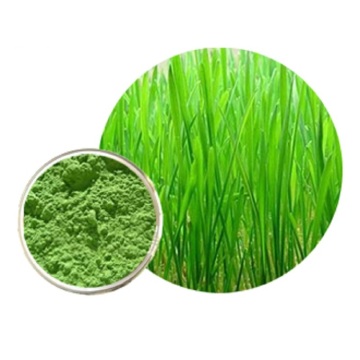 High Quality Barly Grass Powder