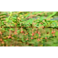 Phyllanthus Urinaria Extract (Red Stem) Ratio 10: 1
