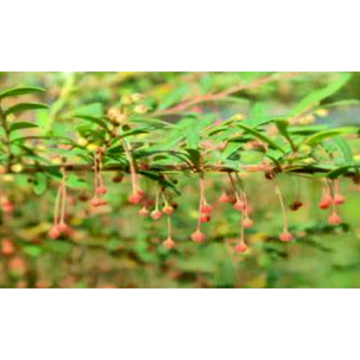 Phyllanthus Urinaria Extract (Red Stem) Ratio 10: 1