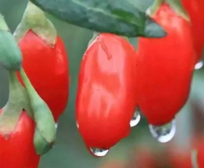 Goji berry Ningxia goji dried goji wolfberry