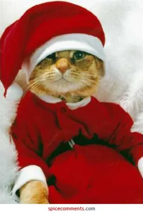 ZED-Bull Key Programmer