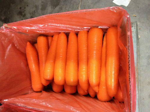 new carrot, fresh carrot, new crop carrot