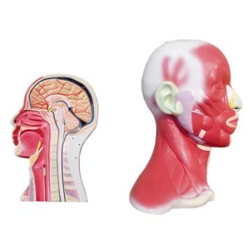 মাথা এবং ঘাড়ের স্থানীয় সমাধান