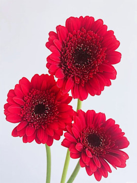 Red Gerbera standard chrysanthemum