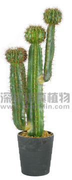 Newest artificial cactus