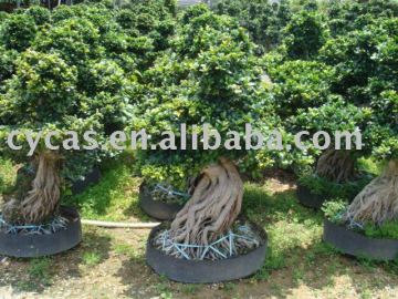Ficus Bonsai