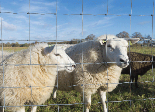 FarmCall_RinglockFencing