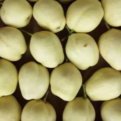 Early Crisp Pear Red Fragrant Pear Zaosu Pear