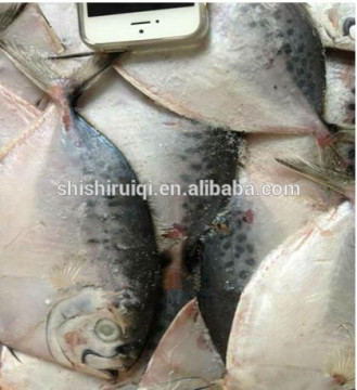 Frozen whole round moon fish Latin Name : Mene Maculata