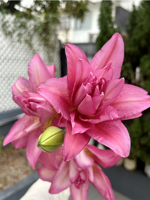 Medusa Double Oriental Lily4