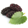 Estratto di frutta di gelso di pigmento alimentare in polvere antociano 25%