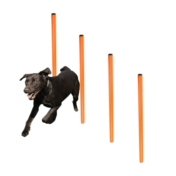 Köpek Çeviklik Eğitimi Spikes Güvenli 4 Dokuma Direkleri