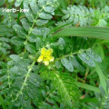 Tribulus terrestris extrahieren 100 organische reine natürliche