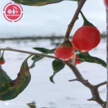 Goji berry / Wolfberry / High Nutrition baies de goji