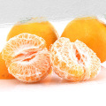 New Coming Fresh Organic Navel Oranges