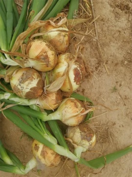 Fresh New Crop Yellow Onion 2019