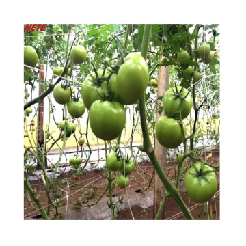 Factory Outlet Plant Support Net for Farms and Gardens