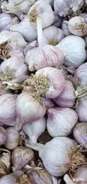 Natural Fresh Vegetables of Pure White Garlic