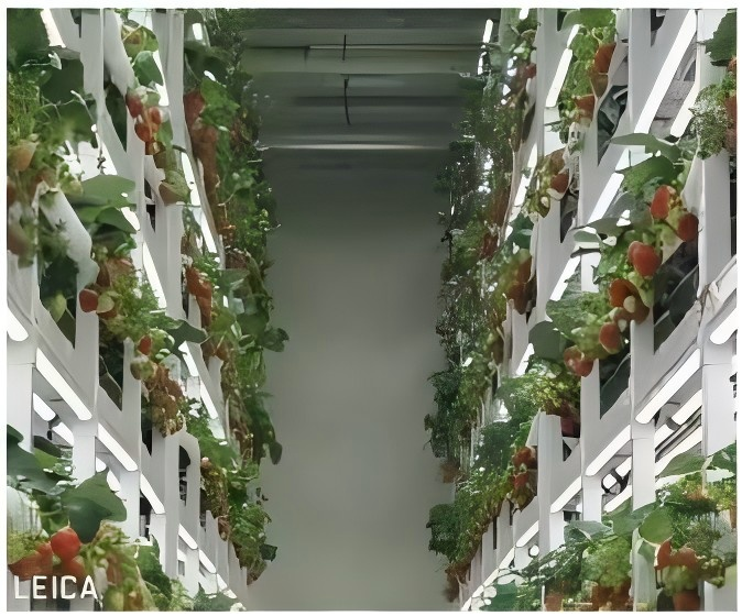 زراعة الفراولة نوع YD40JBC-B01-TK