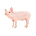 Enzymes complexes pour les aliments pour animaux en particulier pour le porc
