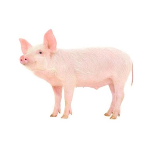 Komplexe Enzyme für Tierfutter speziell für Schwein