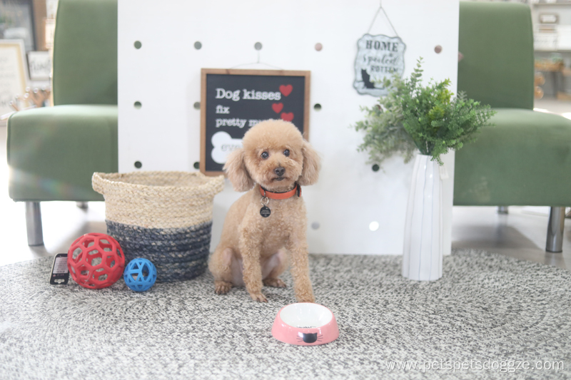 Cute pet feeding bowl ceramic food puppy bowl